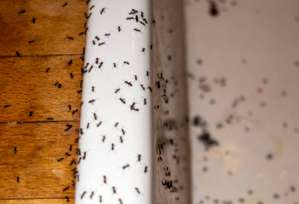 Best Bed Bug Extermination  in Highland, KS